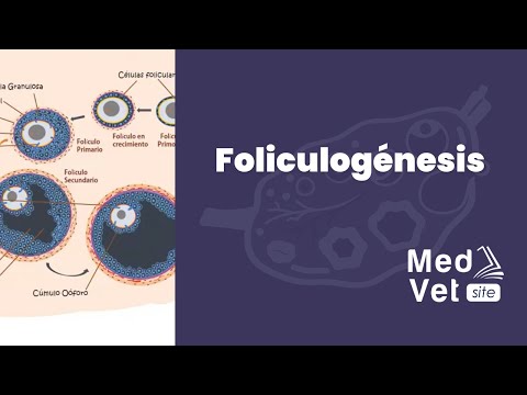 Vídeo: Què és la fase proliferativa tardana?