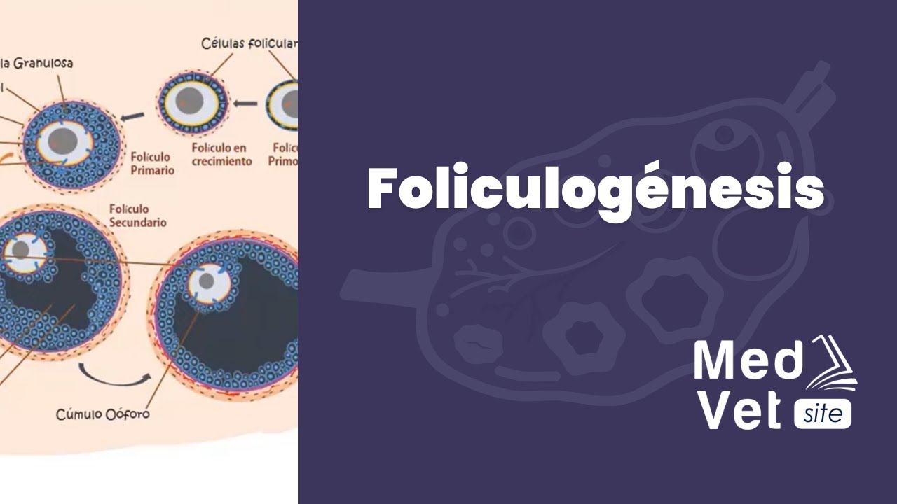 Como aumentar los foliculos ovaricos