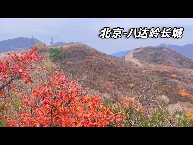 Red-flanked Bluetail – Wild Beijing 北京自然