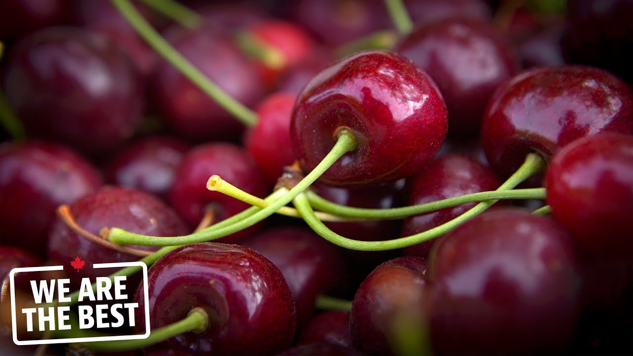 Sweet cherries from the Okanagan Valley B.C.'s best kept secret We