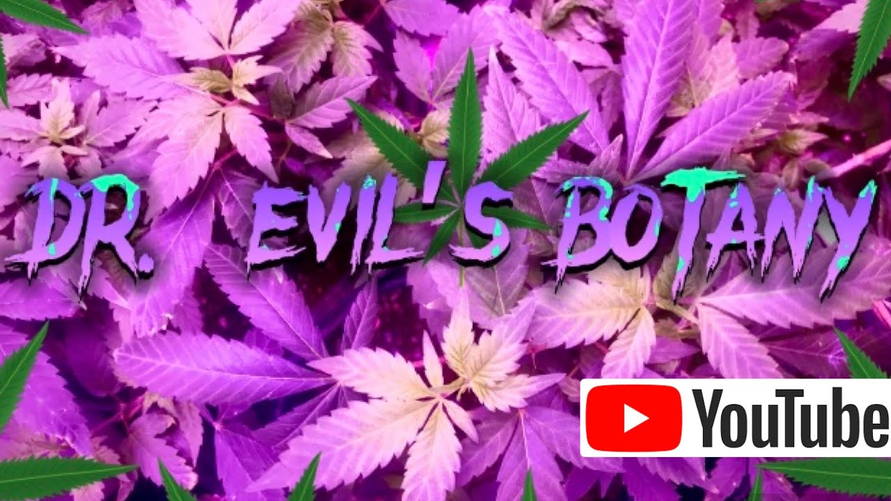 MY FAVOURITE GROW SHOP YouTube my-favourite-grow-shop-youtube