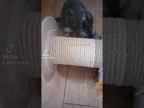 🐈Вот такой у меня получился трюк. Смешное короткое видео с котами.