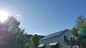 tree swallow attack 00047