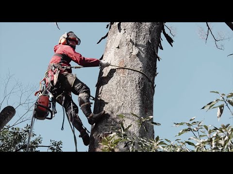 高い 木 に 登る ロープ ワーク 技術