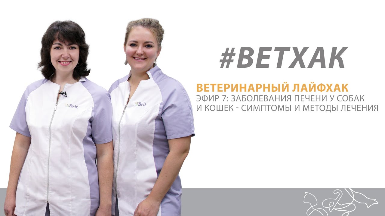 Ветхак #7: заболевания печени у кошек и собак