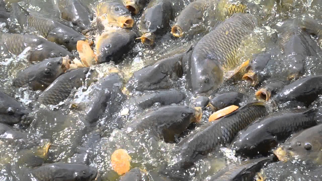 Big Ugly Carp At Linesville Spillway, Pymatuming Lake in Pennsylvania