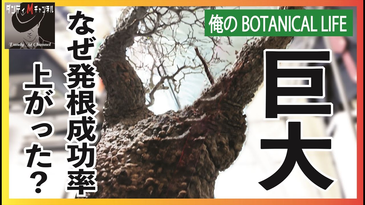 【家宝級】巨大パキプスに挑戦！発根管理には〇〇を使え！本当は教えたくない私のやり方　でもダメな時もある
