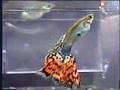 How Guppies Are Born - "Big Mama" guppy giving birth