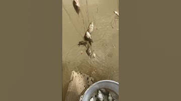 Về Gò Công thả lưới bắt cá thiên nhiên