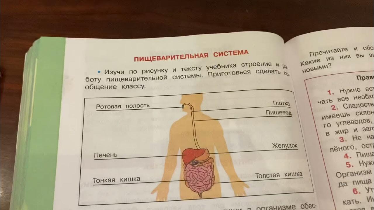 Тест окружающий мир тело человека 2 класс