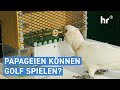 Raben so smart wie Kleinkinder: Sind viele Tierarten deutlich cleverer als gedacht?  | alles wissen