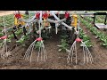 キャベツ中耕除草 田植機 Cabbage【キュウホー ASHORAGRI】