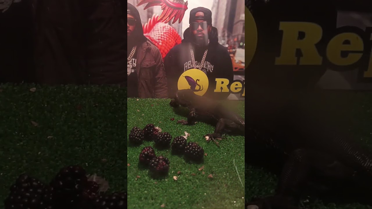 Мои черные меланисты, за необычным обедом