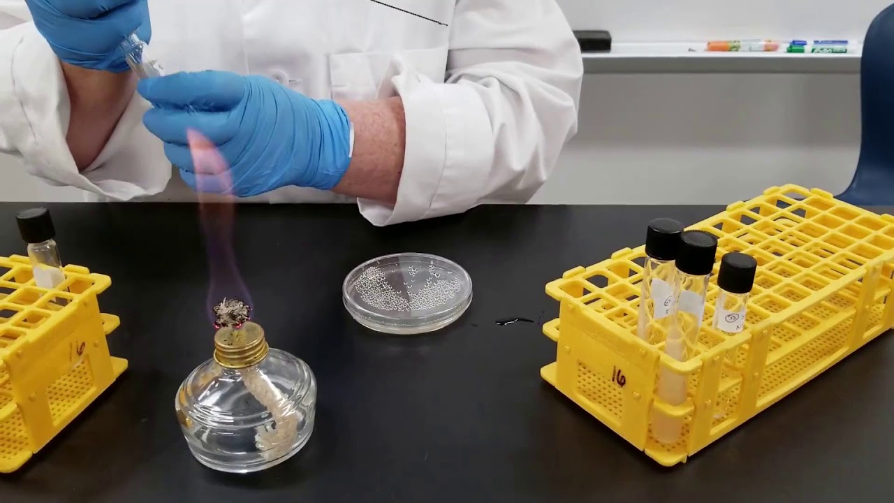 Bacterial Characteristics
