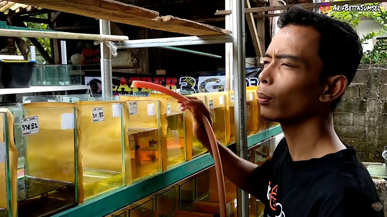 Cara Setting Indukan Multicolor Agar Mendapatkan Anakan Berkualitas