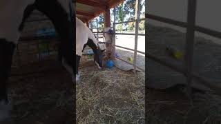 Black White Paint Horse Playing With A Treat Ball