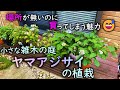【小さな庭の方必見】全50種類⁉︎ もう限界… 場所が無いのに買ってしまったヤマアジサイの植栽