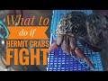 What to do if your hermit crabs fight