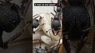 Пьют ли вампиры кровь личинок? #ants #муравьи #вампиры #дракула