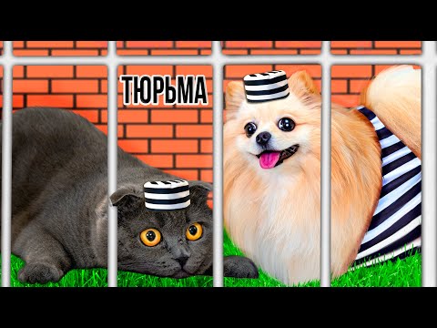 Побег Из Тюрьмы На Улице Челлендж 4 ! Кто Последний Покинет Тюрьму Кошка Баттерс Или Шпиц Элис