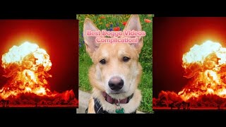 Best Doggo Videos Compilation! +Special Announcement #puppy #cute #dog #funny #viral #viralvideo