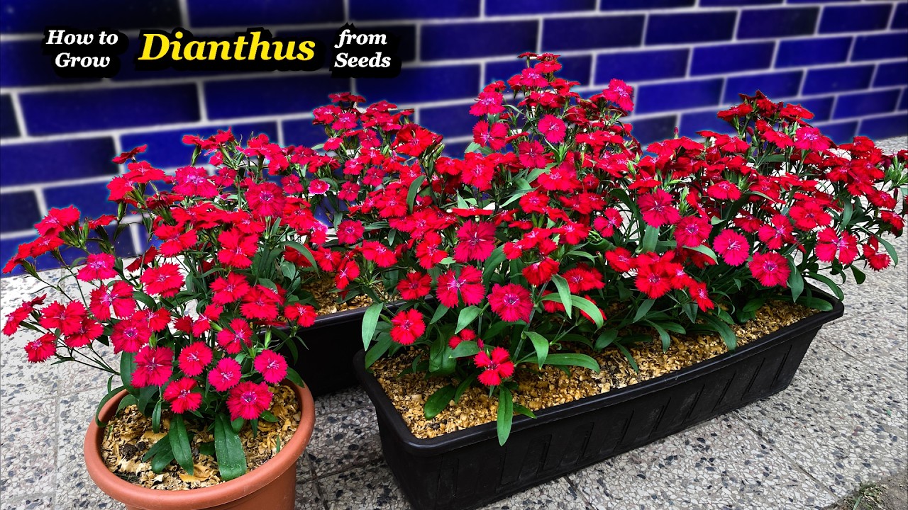 Growing Dianthus Flowers  from Seed in Containers | Complete Process