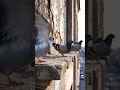 Pigeons on Old Building Natural Urban Wildlife Scene #birds #vibrantbirds #wildlife #viral #shorts