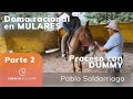Doma de mula y trabajo con DUMMY desde el piso - Pablo Saldarriaga - Doma Racional - Parte 2