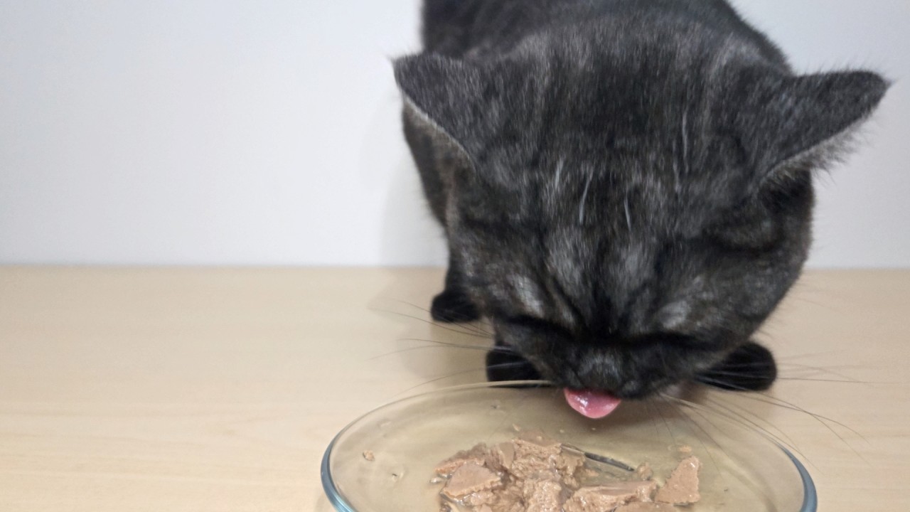 Cutest Cat in Istanbul Eating Wet Food -  ASMR