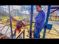 Орангутан Дана САМА открывает дверь Олегу Зубкову в свой с тигрёнком вольер!