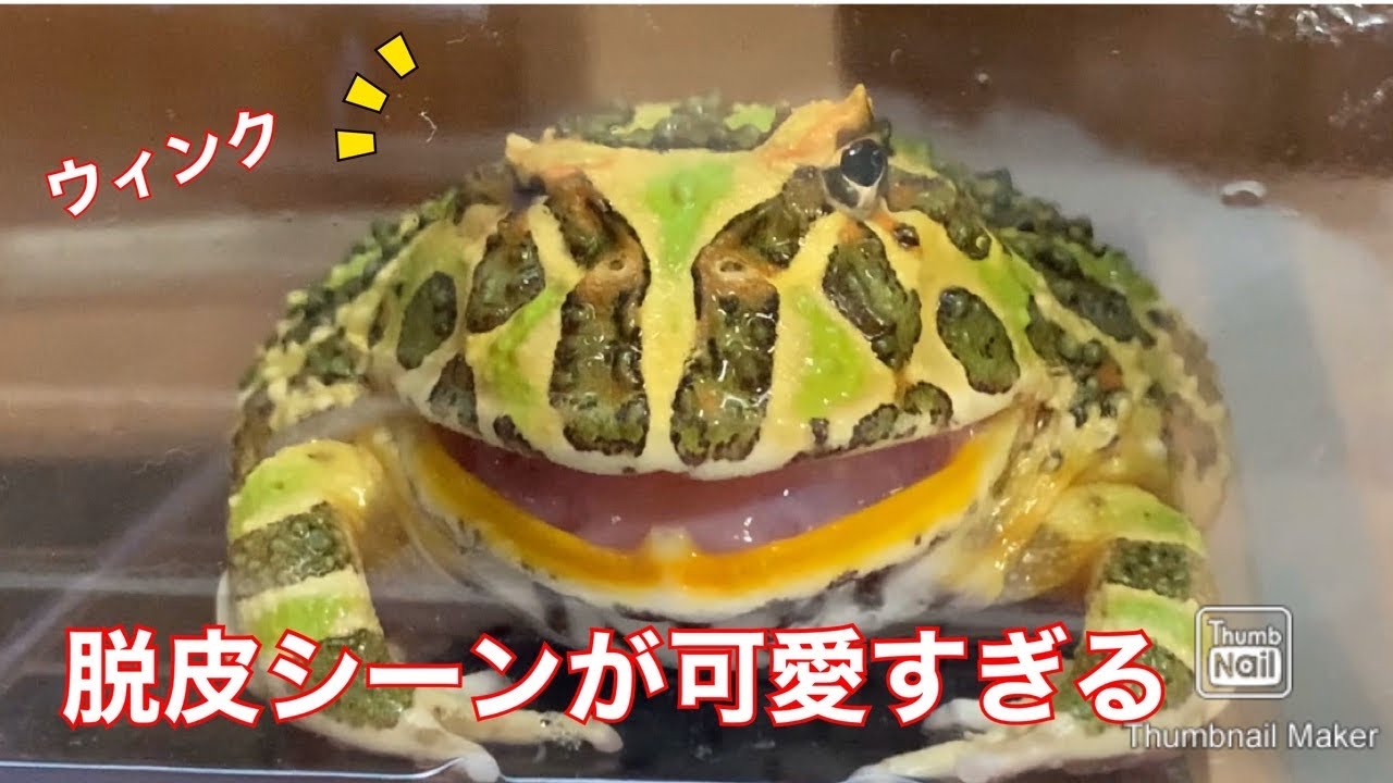 はっさく カエルも脱皮をするらしい Powered By Line