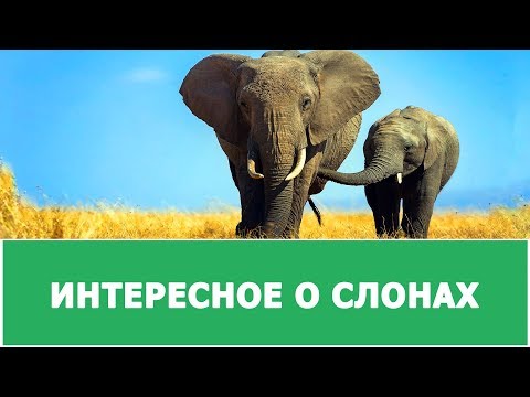 ИНТЕРЕСНЫЕ ФАКТЫ О СЛОНАХ