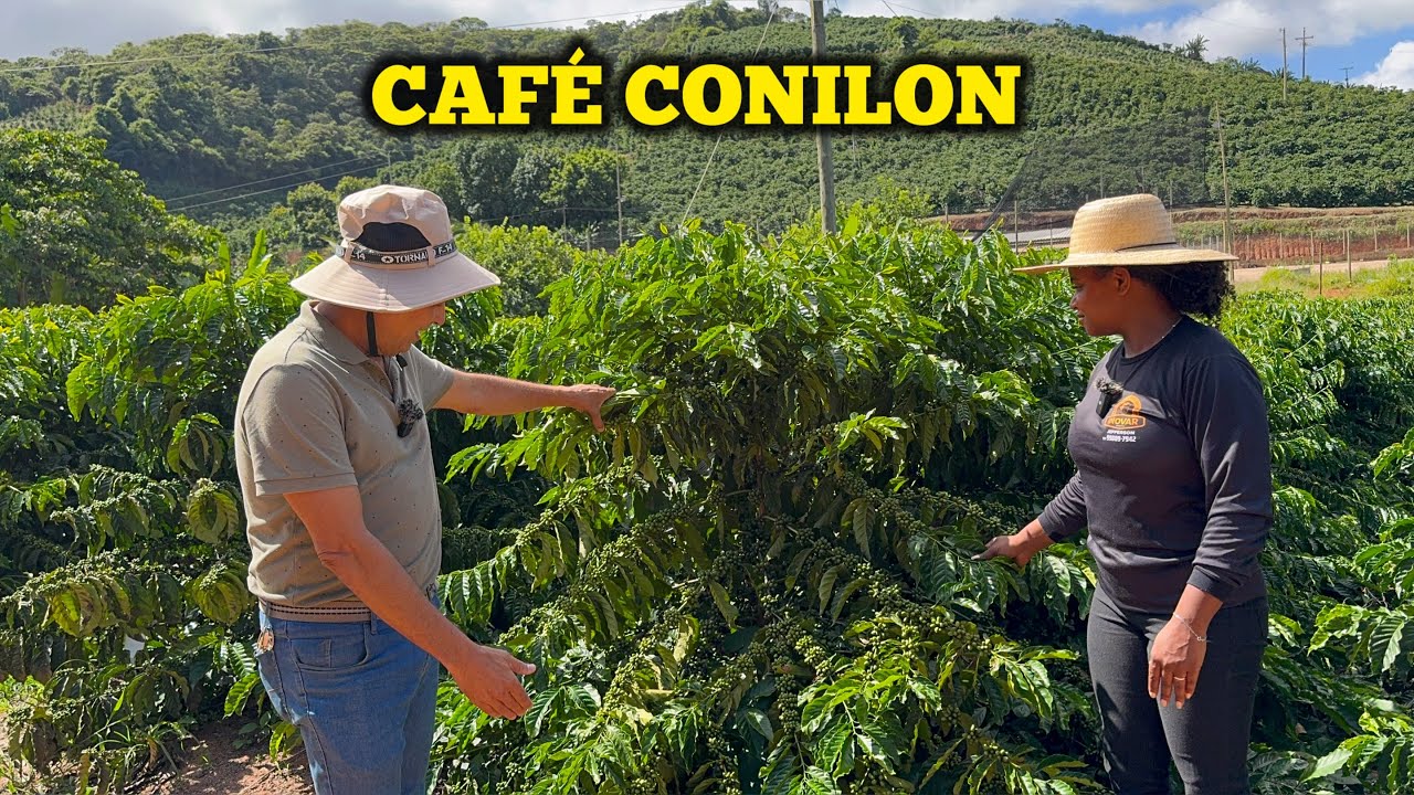 Tudo o Que Você Precisa Saber Sobre Café Conilon
