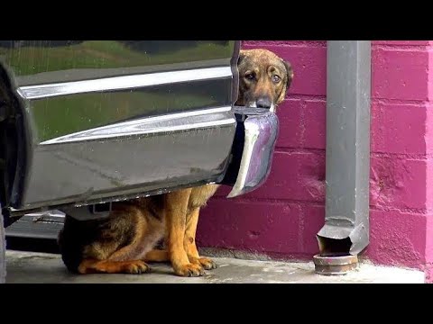 Homeless German Shepherd “Cries Like A Human” Whenever Anyone Gets Too Close