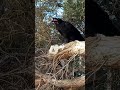 #travel  #dailylife #australia # nature #bird