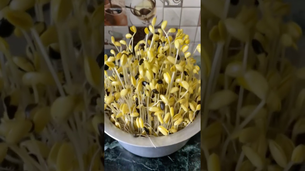भटमास उमार्ने तरिका (How to sprout soybeans) 