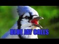 Blue jay calls