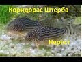 Коридорас Штерба. Corydoras sterbai