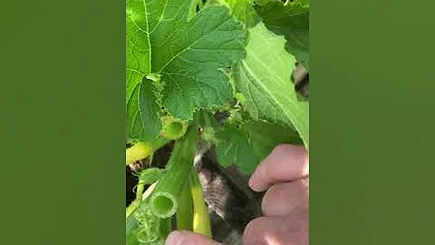 Squash bug & squash bug egg removal