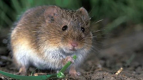 Методы борьбы с мышевидными грызунами на полях