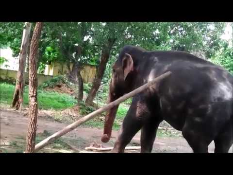 NEW elephant videos 2018