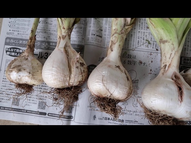 ギガンチューム球根 40個 アリウム ギガンチューム｜種（タネ）,球根,苗,資材