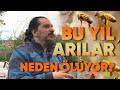 Bu Yılki Arı Ölümlerinin Sebepleri!