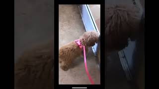 TINY TOY POODLE | Puppy growth timeline!