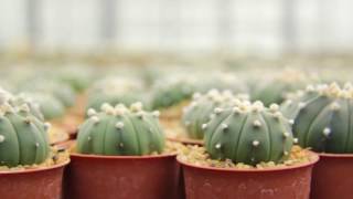 teaser test documentary film cactus screenshot 5