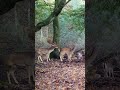 Buck Mr Lover Lover Deer Mates Two Females Shorts Viral Shortsvideo Wildanimals Deer 