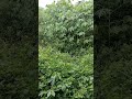 A Moment of Heavy Rain#rain #heavyrain #tropicalrain #rainstorm #rainsounds #nature #natureambience
