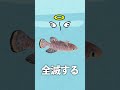 土に水をかけると生まれてくる魚とは?