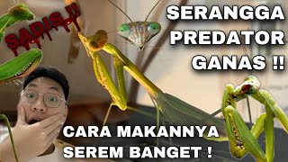 MAKANAN SERANGGA PREDATOR MASTER KUNG FU !! PRAYING MANTIS / BELALANG SEMBAH / CANGCORANG