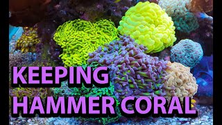 Hammer Corals // Why Hammer Corals Die & How We Saved Our Dying Hammer Coral